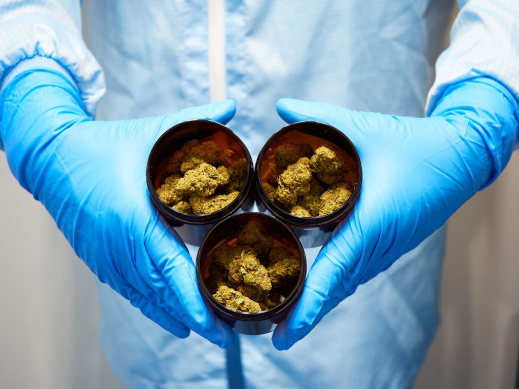 EU-GMP-zertifizierte Verarbeitung: gehandschuhte Hände halten drei Apothekendosen mit Canify-Blüten